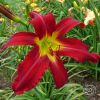 Hemerocallis Heavenly United We Stand